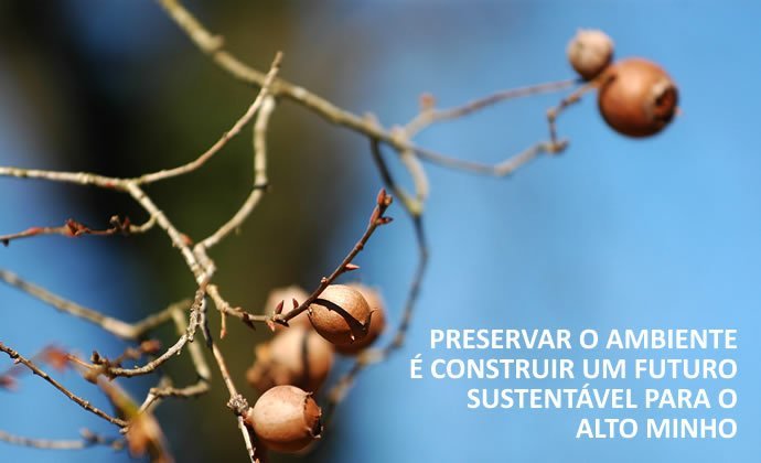 A imagem mostra um ramo de carvalho com bolotas sobre um fundo azul e a refeência "Preservar o ambiente é construir um futuro sustentável para o Alto Minho"